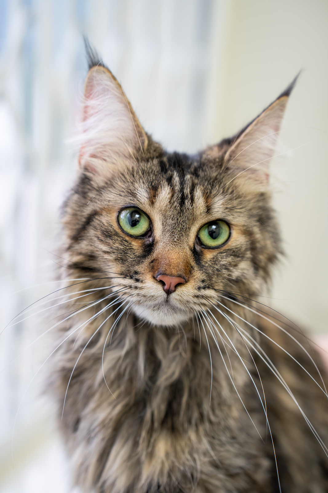 Ashlea Veterinary Centre (Web) 012