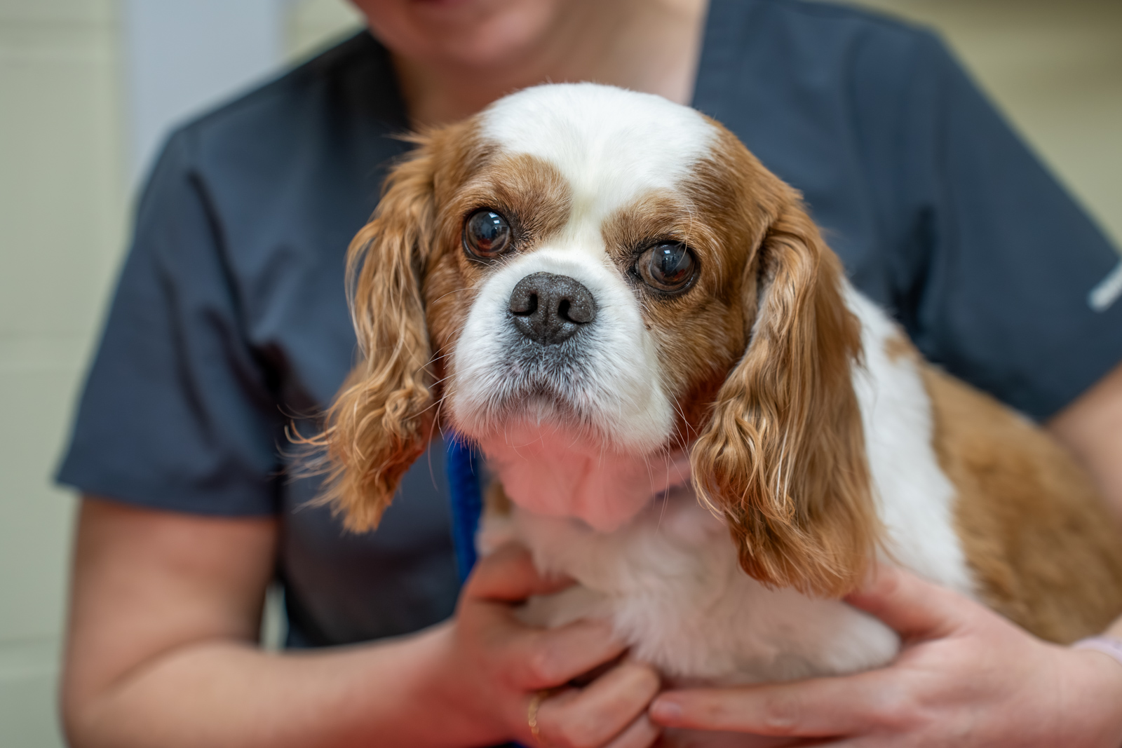 Ashlea Veterinary Centre (Web) 016