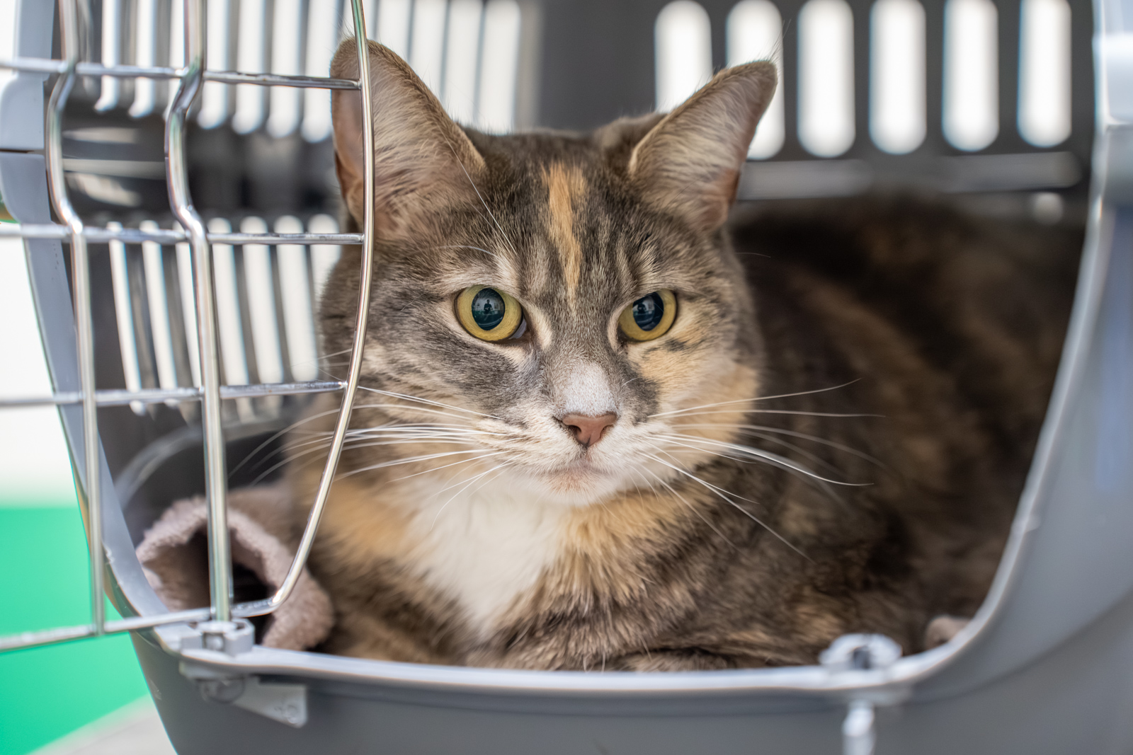Ashlea Veterinary Centre (Web) 146