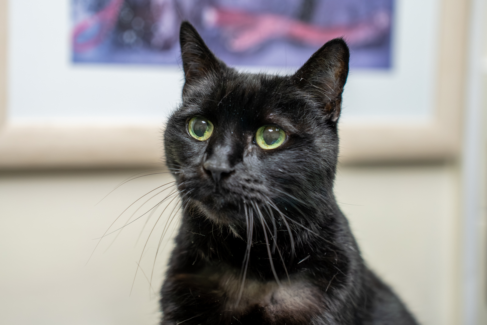 Ashlea Veterinary Centre (Web) 108